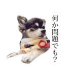 チワワの日常。（個別スタンプ：11）