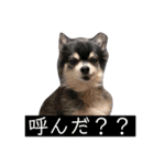 チワワの日常。（個別スタンプ：12）