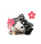 チワワの日常。（個別スタンプ：13）