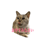 ねこ、いっぱい（個別スタンプ：2）