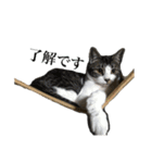 ねこ、いっぱい（個別スタンプ：6）