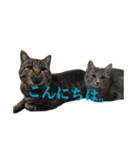 ねこ、いっぱい（個別スタンプ：7）