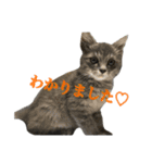 ねこ、いっぱい（個別スタンプ：8）