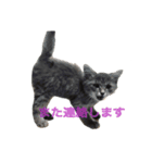 ねこ、いっぱい（個別スタンプ：10）