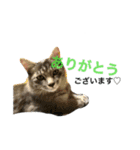 ねこ、いっぱい（個別スタンプ：14）