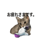 ねこ、いっぱい（個別スタンプ：15）