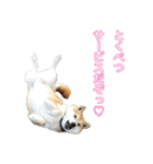 柴犬のげん2（個別スタンプ：11）