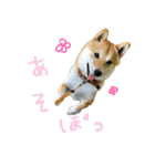 柴犬のげん2（個別スタンプ：19）