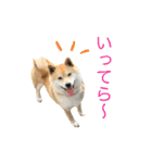 柴犬のげん2（個別スタンプ：29）