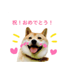 柴犬のげん2（個別スタンプ：31）