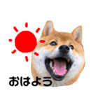柴犬レオくん No.1（個別スタンプ：1）
