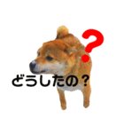 柴犬レオくん No.1（個別スタンプ：2）