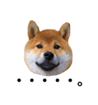 柴犬レオくん No.1（個別スタンプ：3）