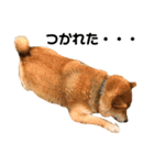 柴犬レオくん No.1（個別スタンプ：4）