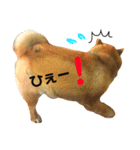 柴犬レオくん No.1（個別スタンプ：6）