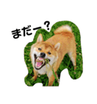 柴犬レオくん No.1（個別スタンプ：7）