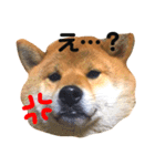 柴犬レオくん No.1（個別スタンプ：9）