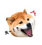 柴犬レオくん No.1（個別スタンプ：10）