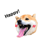 柴犬レオくん No.1（個別スタンプ：12）