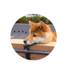 柴犬レオくん No.1（個別スタンプ：14）