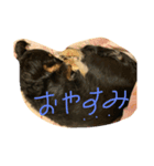 はらだのむぎちゃん2（個別スタンプ：1）