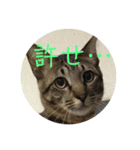 猫づくし。（個別スタンプ：1）