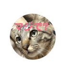 猫づくし。（個別スタンプ：2）