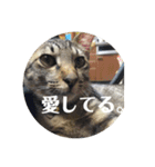 猫づくし。（個別スタンプ：3）