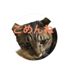猫づくし。（個別スタンプ：4）