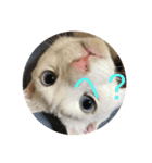 猫づくし。（個別スタンプ：5）