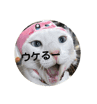 猫づくし。（個別スタンプ：6）