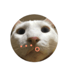 猫づくし。（個別スタンプ：7）