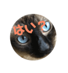 猫づくし。（個別スタンプ：8）