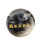 猫づくし。（個別スタンプ：9）