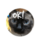 猫づくし。（個別スタンプ：10）