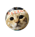 猫づくし。（個別スタンプ：11）