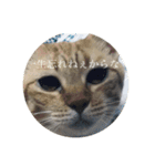 猫づくし。（個別スタンプ：12）