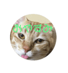 猫づくし。（個別スタンプ：13）