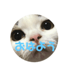 猫づくし。（個別スタンプ：14）