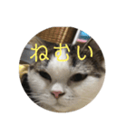 猫づくし。（個別スタンプ：15）