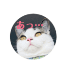 猫づくし。（個別スタンプ：16）