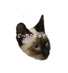 シャム系のクルミちゃん（個別スタンプ：3）