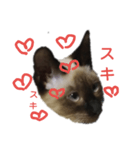 シャム系のクルミちゃん（個別スタンプ：8）