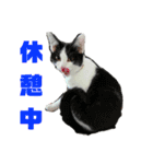 保護猫ユキと保健所猫うみ2（個別スタンプ：2）