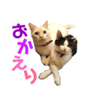 保護猫ユキと保健所猫うみ2（個別スタンプ：5）
