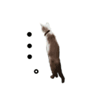 保護猫ユキと保健所猫うみ2（個別スタンプ：6）