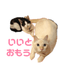 保護猫ユキと保健所猫うみ2（個別スタンプ：7）