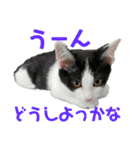保護猫ユキと保健所猫うみ2（個別スタンプ：10）