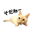 保護猫ユキと保健所猫うみ2（個別スタンプ：11）
