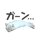 保護猫ユキと保健所猫うみ2（個別スタンプ：13）